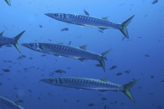 Several barracudas (Sphyraena sphyraena) swimming in the blue underwater world in the Mediterranean