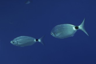 Two sea bream (Oblada melanura) swimming in clear blue water in the Mediterranean Sea near Hyères.