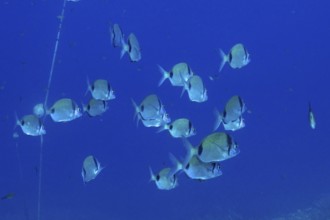 A shoal of two-banded seabream (Diplodus vulgaris) shows movement and harmony in the deep blue