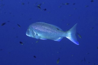 A single fish, dentex (Dentex dentex), swimming in the wide, blue Mediterranean Sea near Hyères,