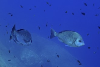 Two striped bream (Spondyliosoma cantharus) roam the azure blue sea water in the Mediterranean near