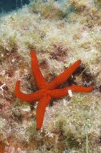 A red starfish (Echinaster sepositus) lies on an algae-covered seabed in the Mediterranean Sea near