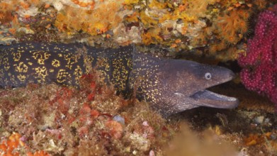 Mediterranean moray eel (Muraena helena) with patterned body peeking out between corals in the