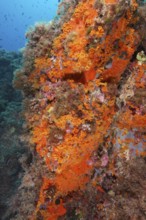 Densely overgrown rock face with bright orange corals, Yellow cluster anemone (Parazoanthus