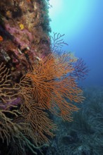 Large orange fan coral, yellow gorgonian (Eunicella cavolinii), in front of a blue sea panorama