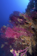 Colourful Violescent sea-whips (Paramuricea clavata) stretch out towards the deep blue waters of