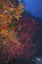 Red Violescent sea-whips (Paramuricea clavata) and yellow gorgonians (Eunicella cavolinii) cover an