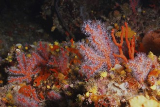 Vibrant orange and red soft corals, red coral (Corallium rubrum), in a dynamic underwater landscape