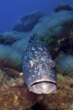 A Dusky Grouper (Epinephelus marginatus) (Mycteroperca marginatus) looks curiously at the camera,