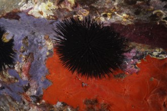 A black sea urchin (Arbacia lixula) on colourful sea sponges and rocks in the Mediterranean Sea