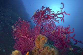 Colourful Violescent sea-whip (Paramuricea clavata) in the blue water of the Mediterranean Sea near