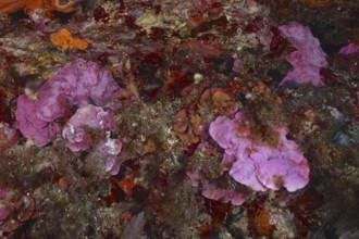 Spreading stone leaf (Mesophyllum expansum) on a rocky underground under water in the Mediterranean