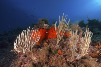 White gorgonians (Eunicella singularis) unfold in front of a deep blue underwater background in the