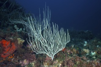 White gorgonians (Eunicella singularis) stand out against dark, deep water in the Mediterranean Sea
