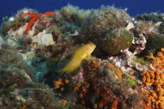 A small yellow fish, Ringneck blenny (Parablennius pilicornis), rests between colourful corals in