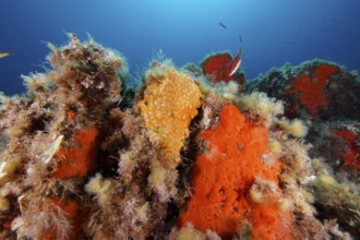 Orange upholstery sponge (Reniera fulva) on the seabed in the Mediterranean Sea near Hyères, dive