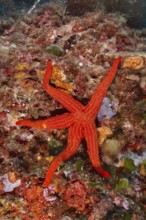 A bright orange starfish, Orange starfish (Hacelia attenuata), on a colourful seabed in the