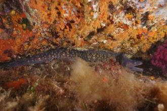 Mediterranean moray eel (Muraena helena) lies hidden among colourful corals in the Mediterranean