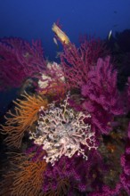 A blaze of colour in the Mediterranean: Violescent sea-whip (Paramuricea clavata) with open polyps,