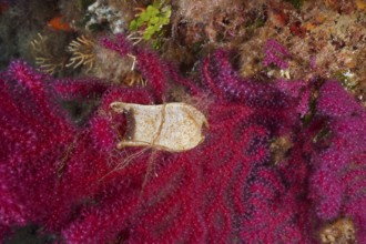 Egg capsule of large spotted catshark (Scyliorhinus stellaris) on Violescent sea-whip (Paramuricea