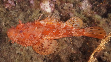 A red scorpionfish (Scorpaena scrofa) resting on the seabed in the Mediterranean Sea near Hyères,