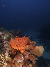 A red scorpionfish (Scorpaena scrofa) resting on a reef in front of a dark sea background in the