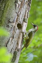 Teutoburg Forest, Lower Saxony, Germany, Green woodpecker (Picus viridis) with red head climbing on