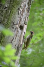 Teutoburg Forest, Lower Saxony, Germany, Green woodpecker (Picus viridis) with red head attentively