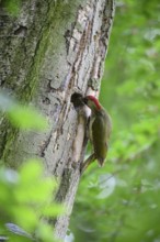 Teutoburg Forest, Lower Saxony, Germany, Green woodpecker (Picus viridis) with red head examining a