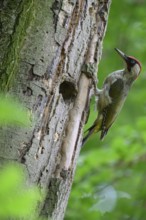 Teutoburg Forest, Lower Saxony, Germany, Green woodpecker (Picus viridis) tapping energetically