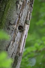Teutoburg Forest, Lower Saxony, Germany, Green woodpecker (Picus viridis) with red head looks out