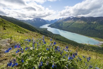 Blue flowers, view of blue lake and mountains on Twin Peaks Trail, Eklutna Lake, Chugach Mountains,