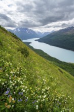 Flower meadow, view of blue lake and mountains on Twin Peaks Trail, Eklutna Lake, Chugach