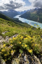 Yellow flowers, view of blue lake and mountains on Twin Peaks Trail, Eklutna Lake, Chugach