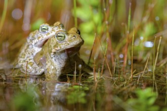Two green toads (Bufo calamita) are in the water, in mating position, surrounded by tall vegetation