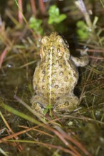Rear view of a natterjack toad (Bufo calamita) in the grass, sitting well camouflaged in the damp