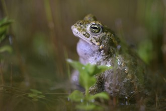 A natterjack toad (Bufo calamita) relaxing in the water of its spawning biotope, surrounded by the