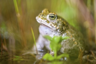 A natterjack toad (Bufo calamita) sits slowly in shallow water, surrounded by plants, Dümmer nature