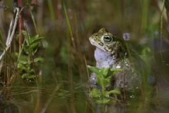 A natterjack toad (Bufo calamita) sits quietly in the water, surrounded by various plants, Dümmer