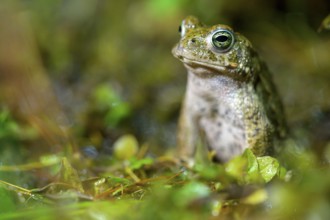 A natterjack toad (Bufo calamita) sits attentively on damp ground surrounded by leaves, Dümmer