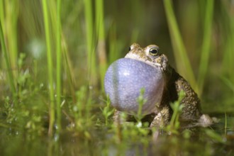 A natterjack toad (Bufo calamita), inflating its throat bladder, sits in the marshy water of its