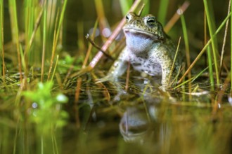 A natterjack toad (Bufo calamita) sits in the water in its spawning pool, surrounded by bulrushes