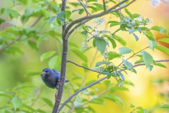 A colourful starling (Sturnus vulgaris) sitting on a green branch in front of a blurred background,