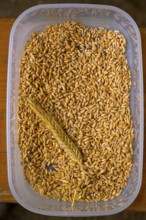 Plastic container with tritical grains and an ear of corn, event for schoolchildren of the