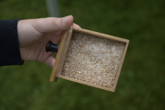 Hand holding a small wooden box from a grain mill with ground ground grain, event for