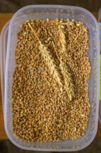 Plastic container with wheat grains (Triticum spec.) and two ears of wheat, event for