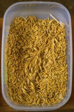 Close-up of a plastic container full of golden oat grains (Avena spec.), event for schoolchildren