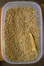 Plastic container with rye grains (Secale cereale) and an ear of corn, event for schoolchildren