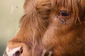 Profile shot of a cattle with flies, warm coat in natural environment, cattle (Bos taurus) in a