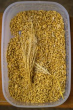 Plastic container filled with yellow barley (Hordeum vulgare), close-up, event for schoolchildren
